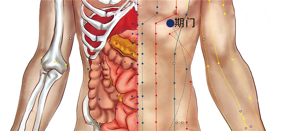 期门穴