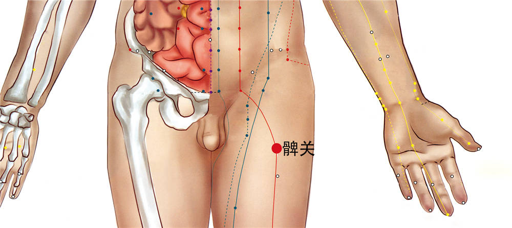 髀关穴