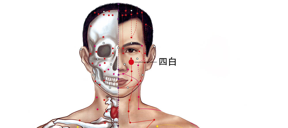 四白穴