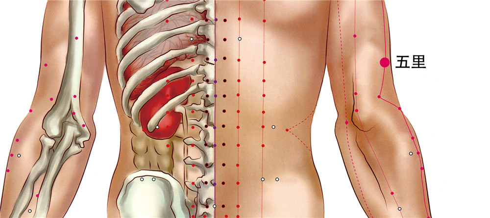 手五里穴