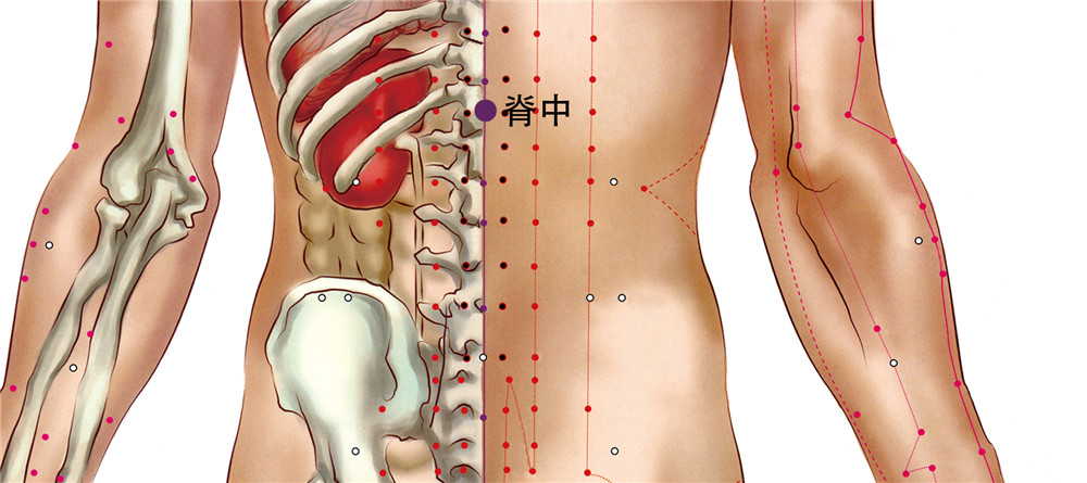 脊中穴
