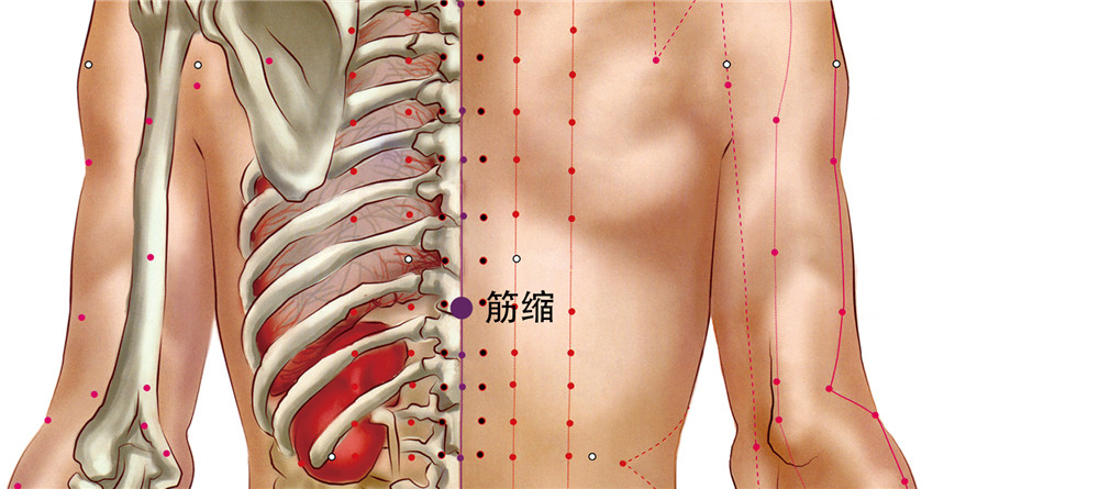 筋缩穴