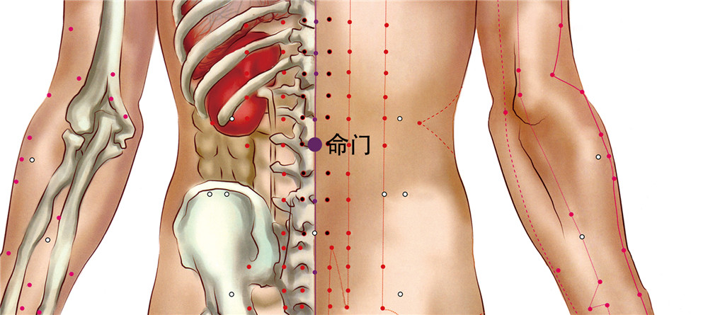 命门穴