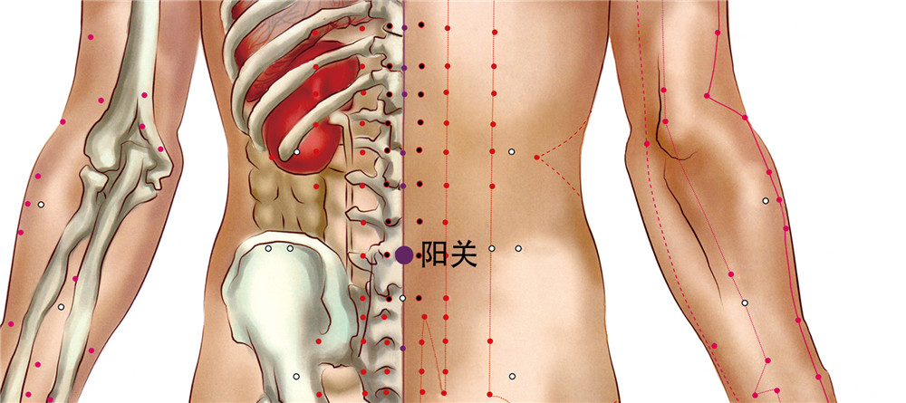 腰阳关穴