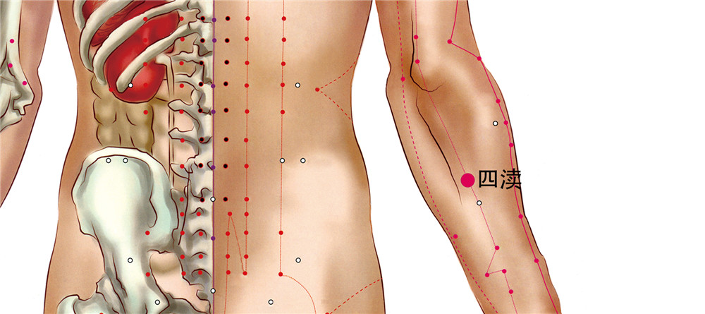 四渎穴