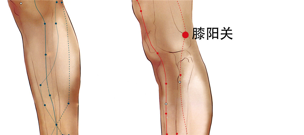 膝阳关穴