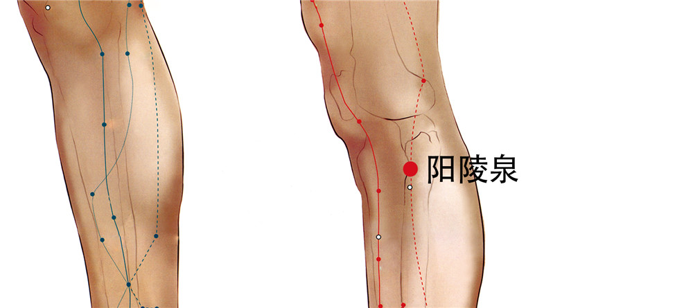 阳陵泉穴