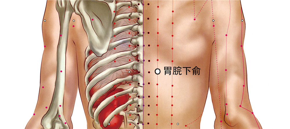 胃脘下俞穴