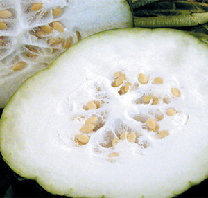 冬瓜瓤