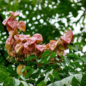 复羽叶栾树