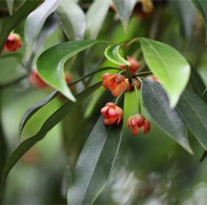红茴香叶