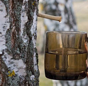 桦树液