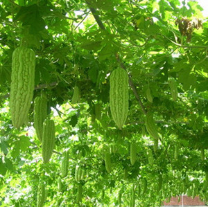 苦瓜藤