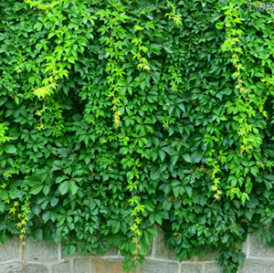 爬山虎