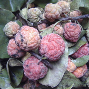 山荔枝果
