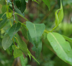 水杨枝叶