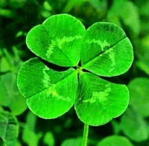 四叶草