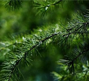 松针（松叶）