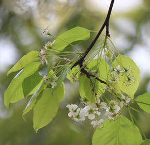 棠梨枝叶