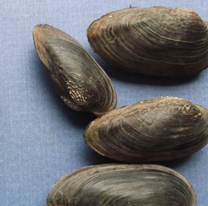 土牡蛎
