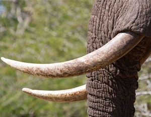 象牙