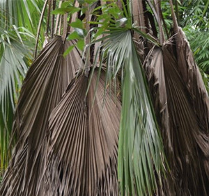 棕榈叶