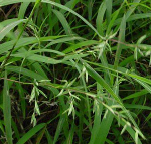 水蔗草