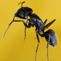 黑蚂蚁