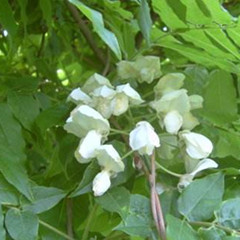 白花藤