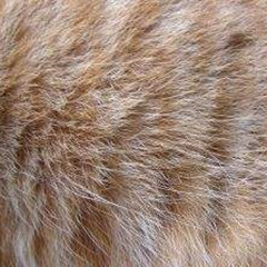 猫皮毛
