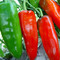 辣椒