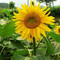 向日葵花