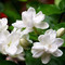 茉莉花