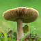 蘑菇